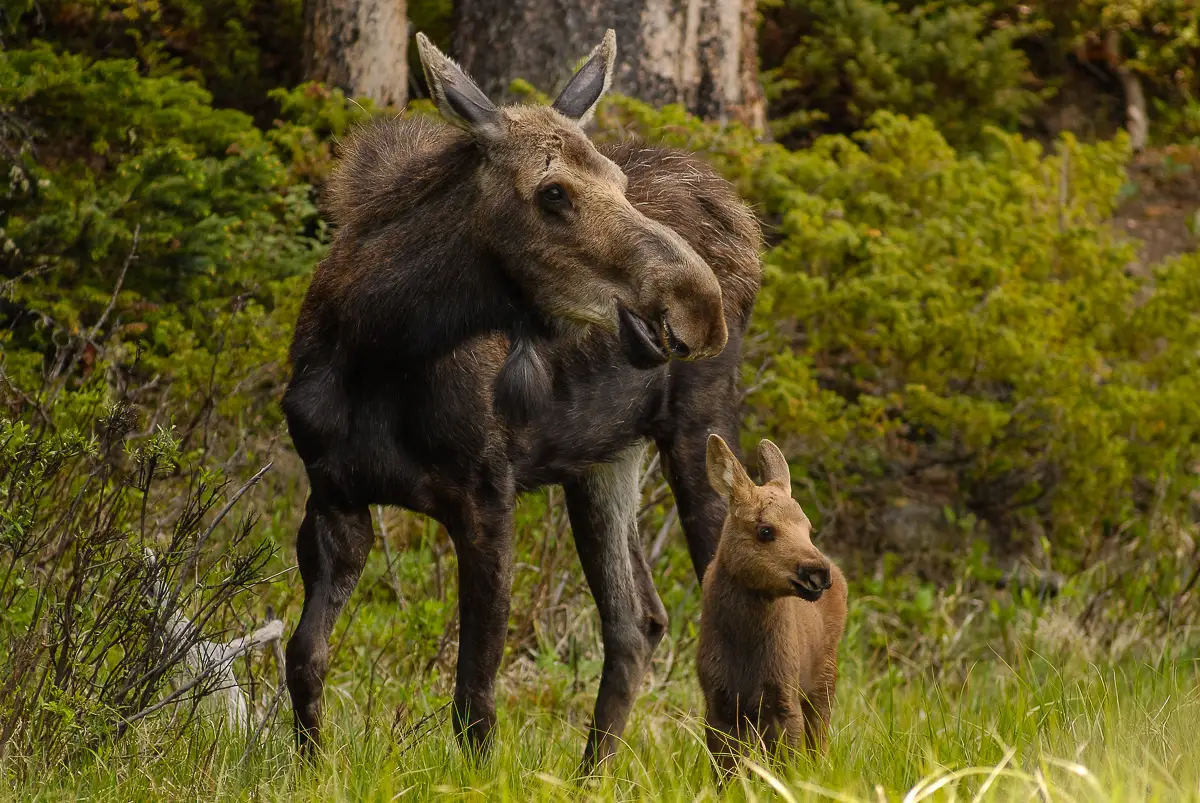 Moose cow and her calf moose and baby in rocky mountain national park